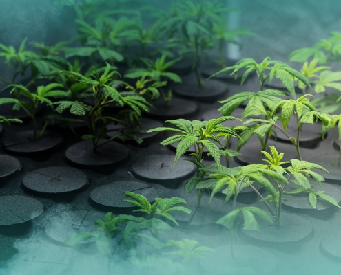 Best-ways-to-find-your-potential-cannabis-customer
